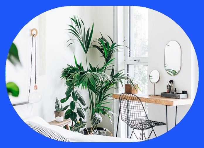 Best bedroom houseplants and how to look after them
