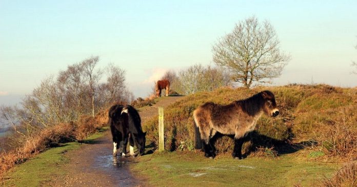 The rare landscape in Cheshire where wild horses once roamed with stunning views for miles
