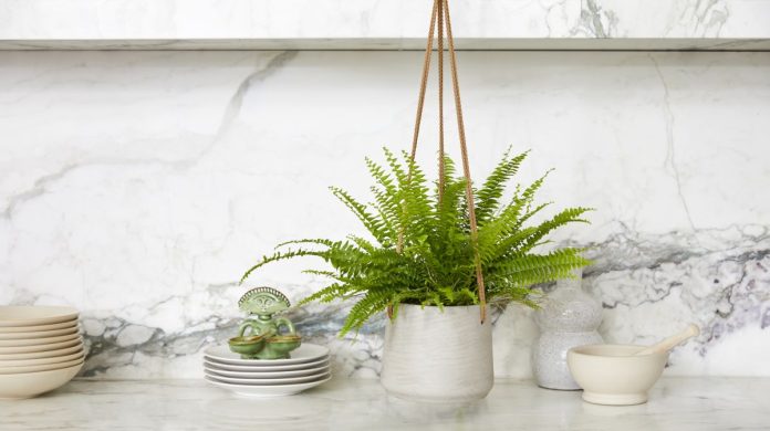 Fern care - top tips for fabulous fronds indoors and out
