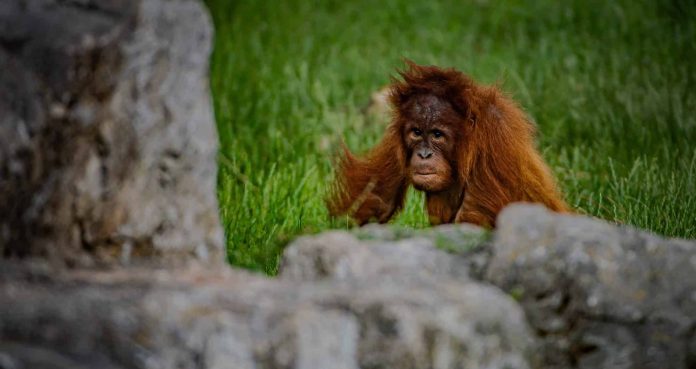 Chester Zoo palm oil project | sustainable communities