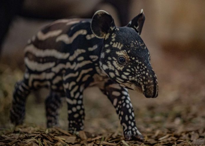 Spotted, Striped Endangered Tapir Calf Born in the UK
